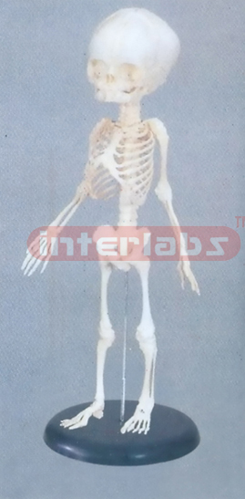 HUMAN ARTICULATED FETAL SKELETON MODEL